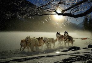 冬キャンプで犬連れのための防寒対策は？
